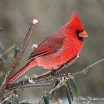 cardinal-med