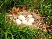 goose-eggs-in nest-in-southern-wisconsin