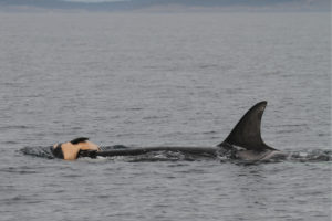 https://news.nationalgeographic.com/2016/07/whales-death-grief-animals-science/